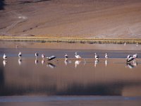 DSC09273 (1)