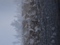 DSC00803 001