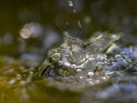 wassertropfen-4