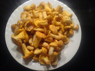 Eierschwämme